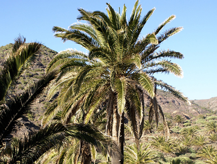 The Culture of La Palm